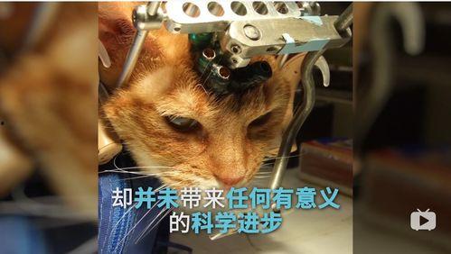 爆料小狮说梦话视频大全,揭秘小狮说梦话视频大全 第1张 爆料小狮说梦话视频大全,揭秘小狮说梦话视频大全 第1张